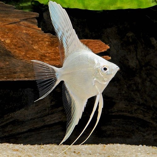 Pt.scalare   Maanvis platinum  3 cm.